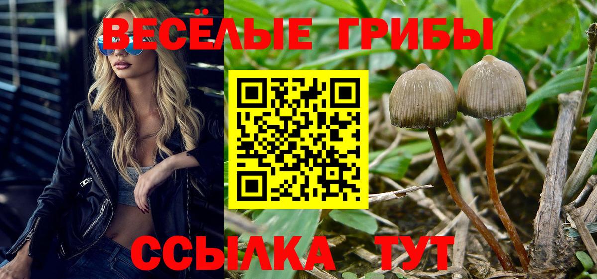 Псилоцибиновые грибы Cubensis Чернушка